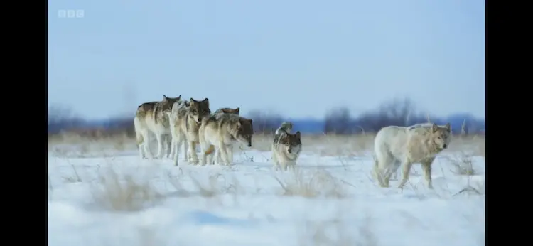 Northwestern wolf (Canis lupus occidentalis) as shown in Frozen Planet II - Frozen Lands